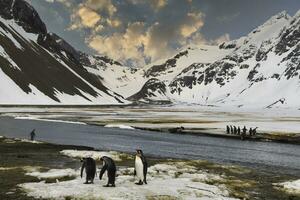 King penguins, Aptenodytes patagonicus, in the plain of Right Whale Bay at sunset, South Georgia Island, Antarctic photo