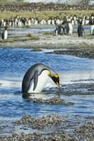 King penguin, Aptenodytes patagonicus, crossing a stream, Salisbury Plain, South Georgia, Antarctic photo