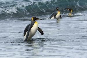 Rey pingüino, aptenoditos patagónico, viniendo fuera de el agua, Salisbury plano, sur Georgia isla, antártico foto