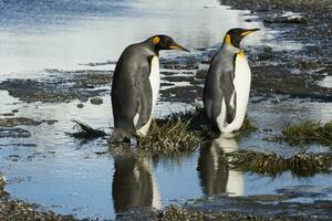 dos Rey pingüinos, aptenoditos patagónico, cruce un arroyo, Salisbury plano, sur Georgia, antártico foto