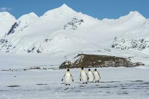 grupo de Rey pingüino, aptenoditos patagónico, caminando en nieve cubierto Salisbury plano, sur Georgia isla, antártico foto