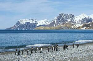 Group ofKing penguins, Aptenodytes patagonicus, walking on a graveled beach, Salisbury Plain, South Georgia, Antarctic photo
