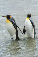 King penguins, Aptenodytes patagonicus, crossing a stream, Right Whale Bay, South Georgia Island, Antarctic photo