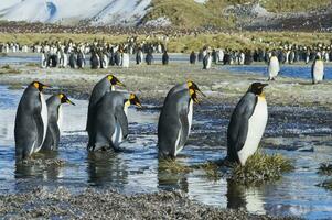 grupo de Rey pingüinos, aptenoditos patagónico, cruce un arroyo, Salisbury plano, sur Georgia, antártico foto