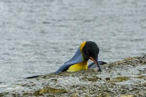 King penguins, Aptenodytes patagonicus, sticking its beak in the mud to come out of a stream, Right Whale Bay, South Georgia Island, Antarctic photo