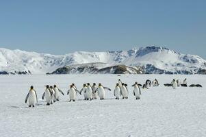 Group of King penguin, Aptenodytes patagonicus, walking on snow covered Salisbury Plain, South Georgia Island, Antarctic photo