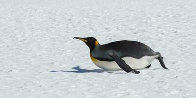 King penguin, Aptenodytes patagonicus, sliding on the belly on snow, Salisbury Plain, South Georgia Island, Antarctic photo