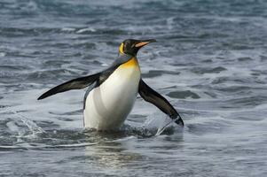 King penguin, Aptenodytes patagonicus,  coming out of the water, Salisbury Plain, South Georgia Island, Antarctic photo