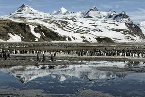 King penguins, Aptenodytes patagonicus, reflecting in the water, Salisbury Plain, South Georgia Island, Antarctic photo