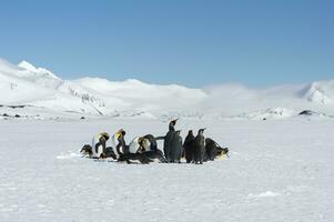 Group ofKing penguin, Aptenodytes patagonicus,  gathered in circle on snow covered Salisbury Plain, South Georgia Island, Antarctic photo