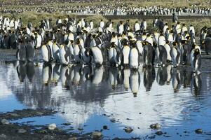 Group ofKing penguins, Aptenodytes patagonicus, reflecting in water, Salisbury Plain, South Georgia Island, Antarctic photo