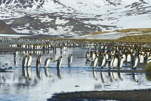 Group of King penguins, Aptenodytes patagonicus, crossing a stream, Salisbury Plain, South Georgia, Antarctic photo