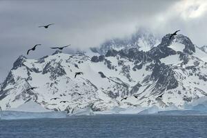 Cooper Bay, Floating Icebergs, South Georgia, South Georgia and the Sandwich Islands, Antarctica photo