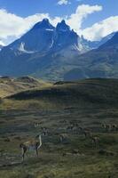 Guanaco herd grazing in the steppes of Torres del Paine National Park, Chilean Patagonia, Chile photo