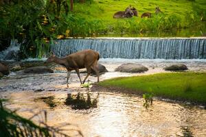 A female deer in the forest photo