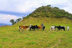 vacas pasto en un pastar, serra da canastra, minas gerais estado, Brasil foto