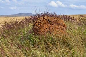 Serra da Canastra landscape with Melinis minutiflora herbs, Capin Melao, and termite mound, Minas Gerais, Brazil photo