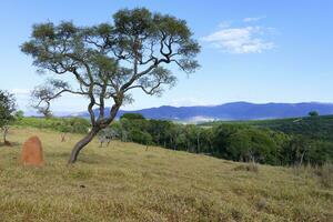 Tree and termite mound, Serra da Canastra landscape, Sao Roque das Minas, Minas Gerais state, Brazil photo