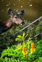 A female deer in the forest photo