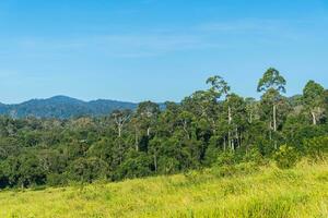 Grassland Green meadow and mountains Khao Yai National Park. photo