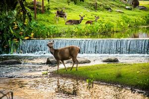 A female deer in the forest photo