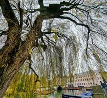 río leva con amarrado despejes en cambridge, Inglaterra visto detrás el ramas de un hermosa árbol. foto