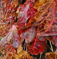 Red orange and brown leaves close-up. Autumn natural background. photo