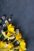 Daffodils and willow on dark cement background with copy space photo