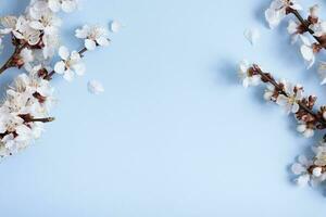 Flower branches on a blue background. Spring background for text photo