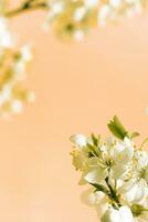 Beautiful spring flowers bloom on peach fuzz trendy color 2024 background. photo