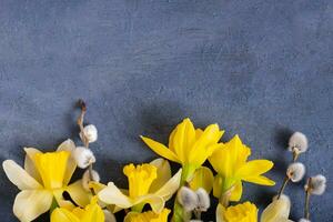 Daffodils and willow on dark cement background with copy space top view, flat lay photo