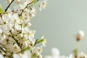 Beautiful spring flowers bloom on greeen background. photo