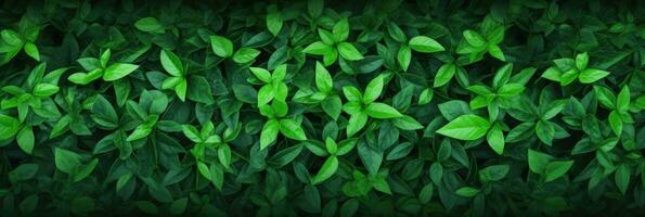 AI generated Green Leaves background panorama view photo