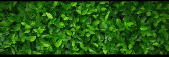 AI generated Green Leaves background panorama view photo