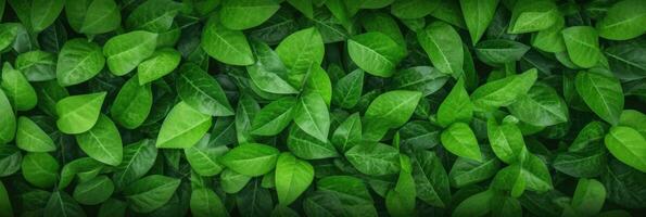 AI generated Green Leaves background panorama view photo