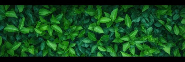 AI generated Green Leaves background panorama view photo