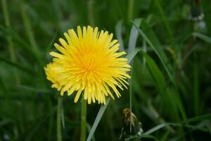 Yellow dandelion flower on green grass background. Close up. photo
