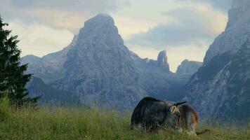 mucca nel il italiano Alpi nel il dolomiti durante tramonto con montagne nel il sfondo. video