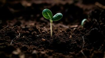 AI generated a young plant, a sprout grows from plant soil and sees the light of day photo