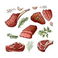 un conjunto de dibujado a mano de colores bocetos de parilla carne piezas con hierbas y condimentos para el diseño de menú para restaurantes, bistecs Clásico ilustración. grabado imagen. vector