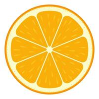 Orange slice. Citrus slice. vector