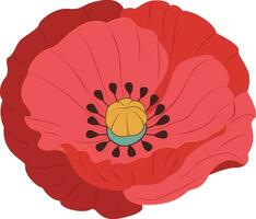 Vector red poppie isolated.