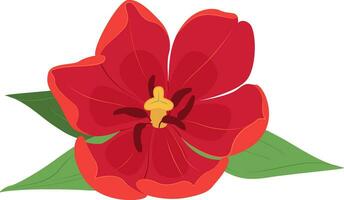 Red Tulip. Vector tulip flower isolated on Transparent background.