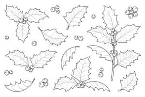 Navidad acebo baya hojas. Navidad símbolo vector ilustración.
