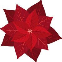 Illustration of hand-drawn poinsettia, vector material.