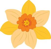 Yellow Narcissus. Daffodils floral botanical flower. vector