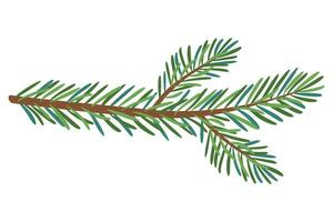 Christmas Larch, Pine, spruce branch. vector