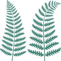 Fern leaves. Isolated on white. Vector illustration.