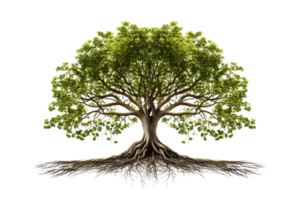 AI generated Tree with Elaborate Root System, Isolated on Transparent Background. AI png