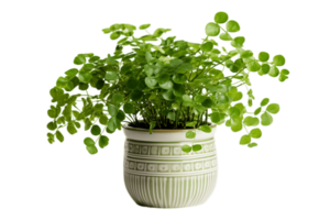 AI generated Maidenhair Fern Plant in a Pot Isolated on Transparent Background. AI png